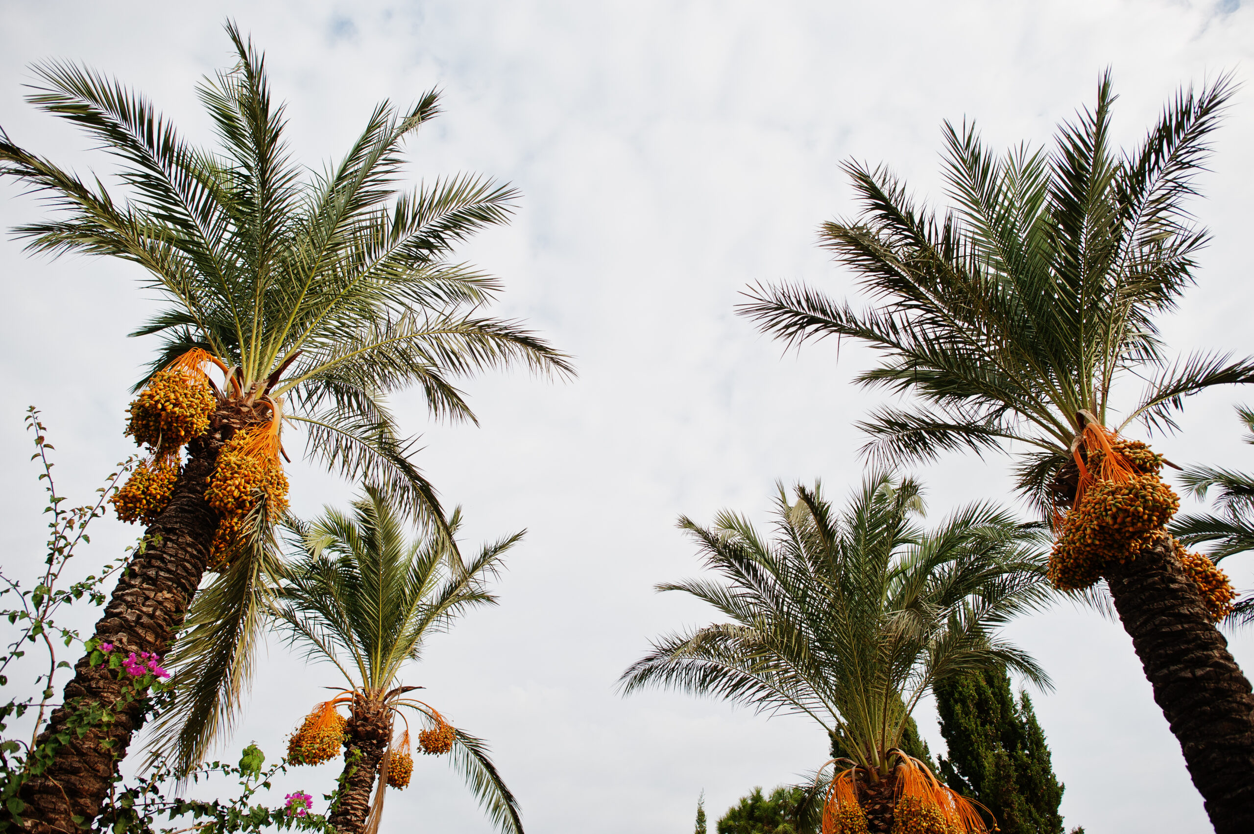 Palm trees with ripe dates at Bodrum, Turkey.